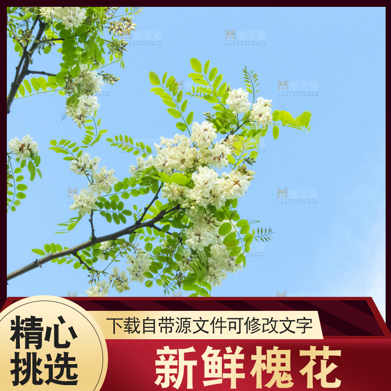 槐树槐花