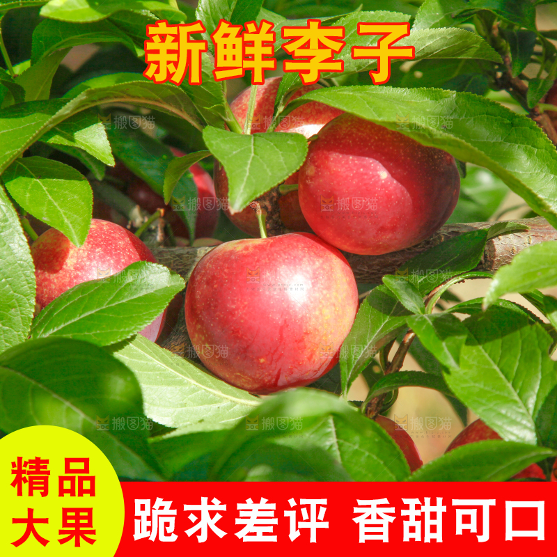 李子树上的红布李