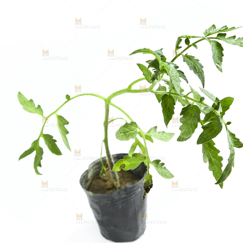 白底上放着番茄苗