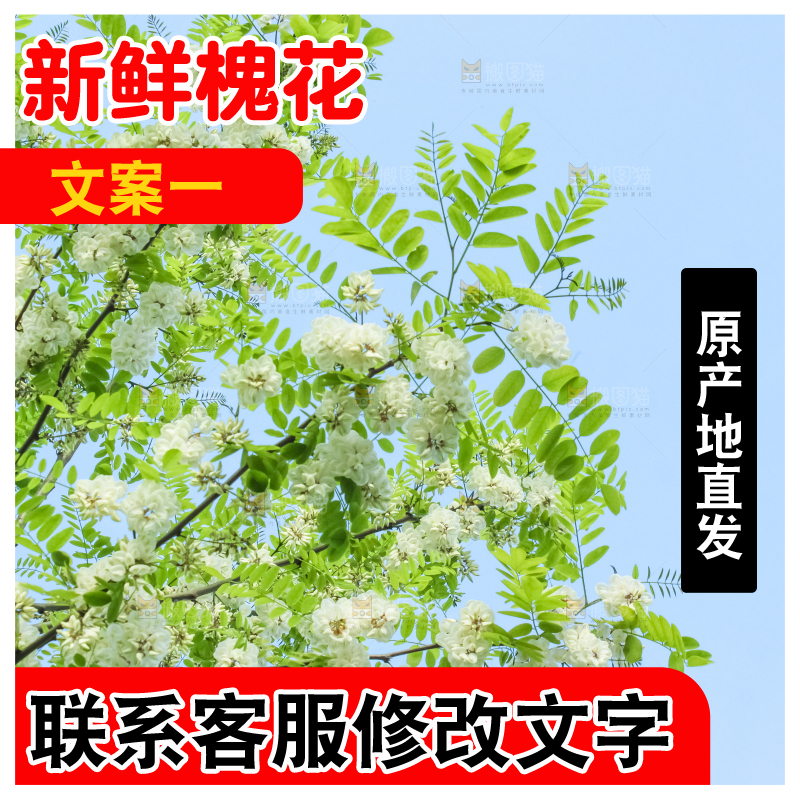 槐树槐花