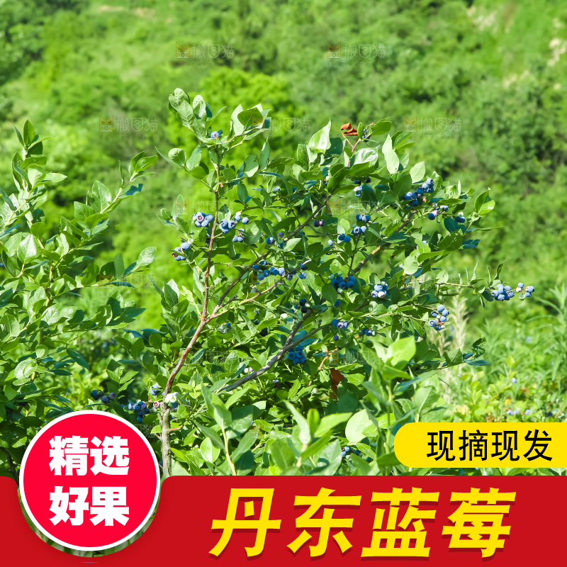 农民正在采摘蓝莓