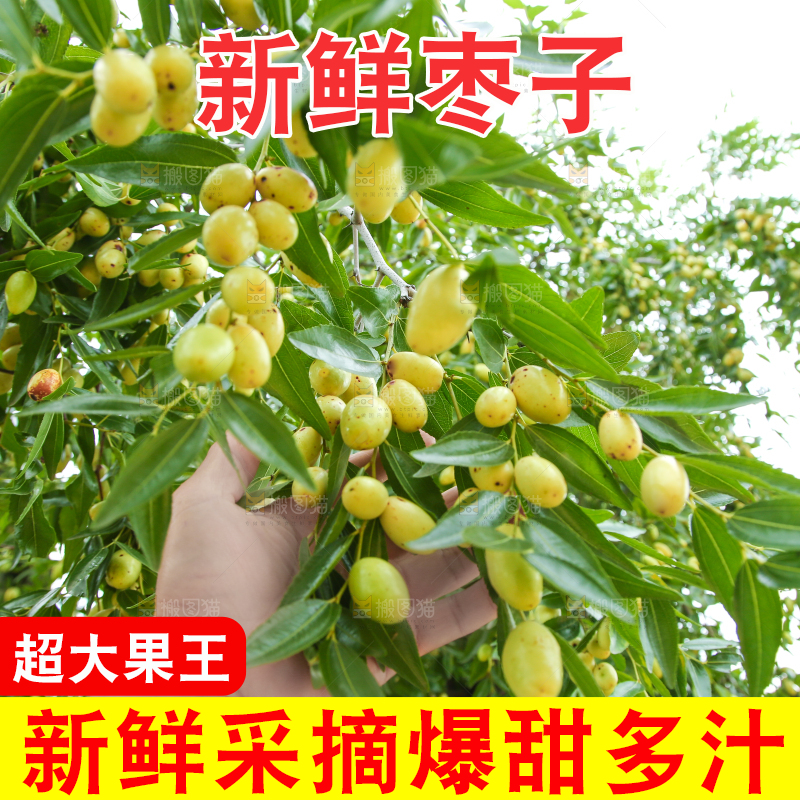 树上的枣子