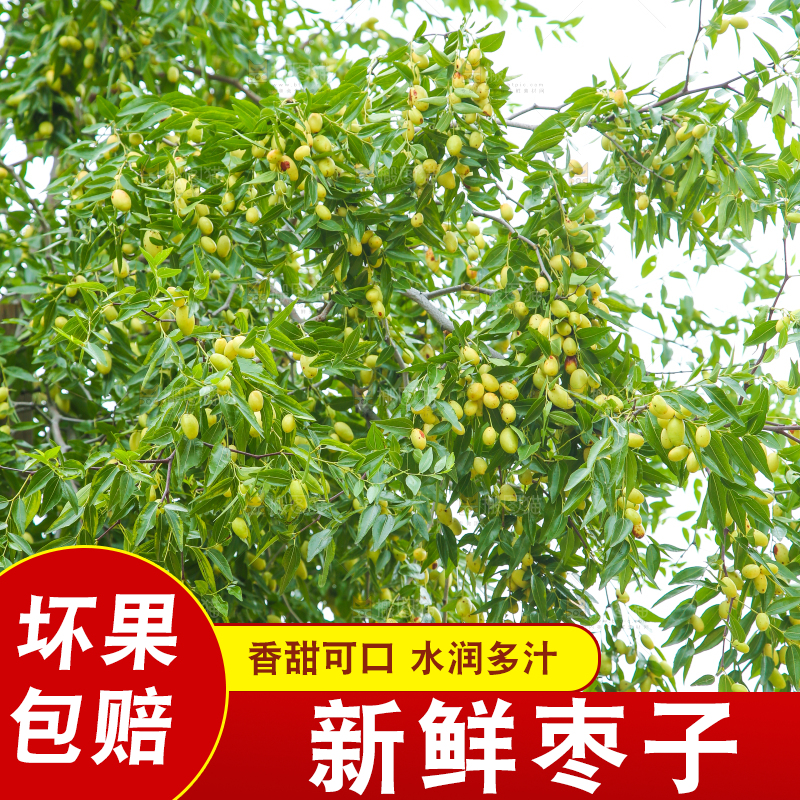 树上的枣子