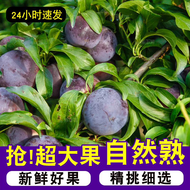 树上挂着黑布李