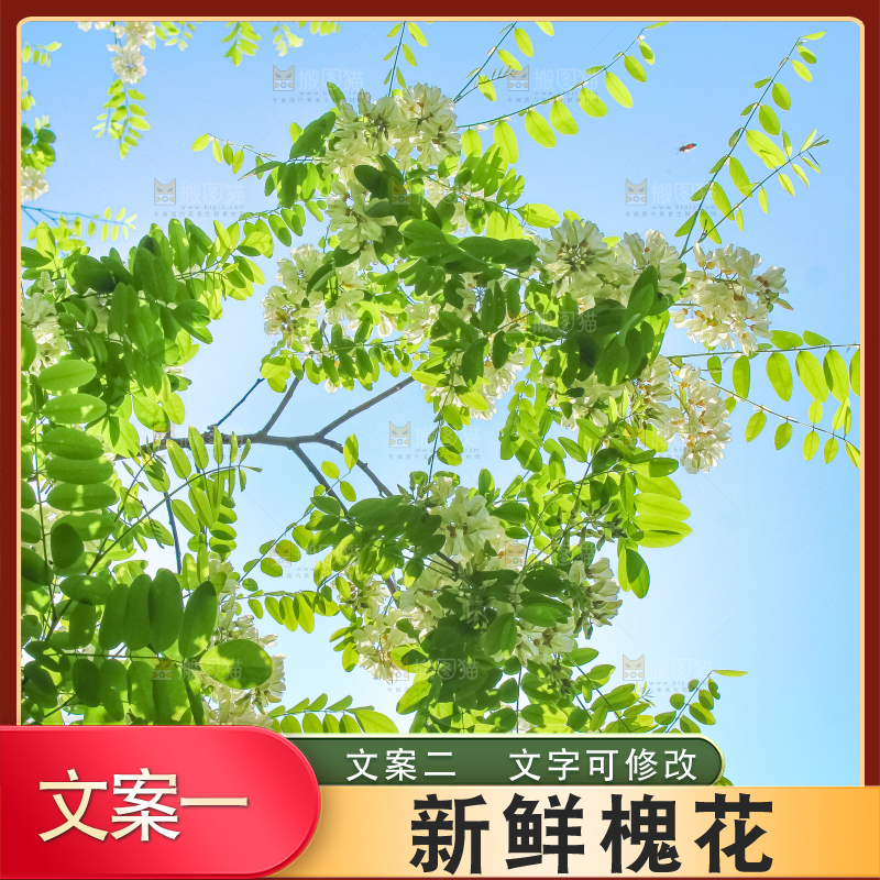 槐树槐花