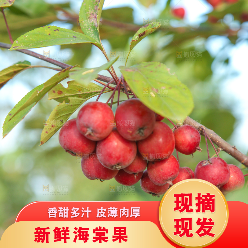 树上挂着海棠果