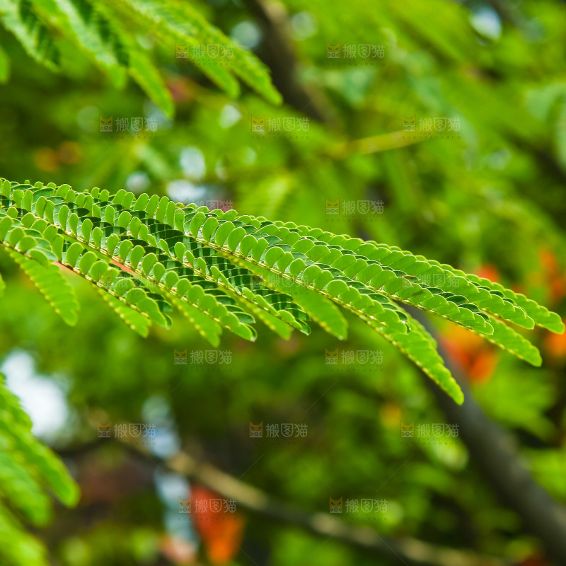 合欢树绿植