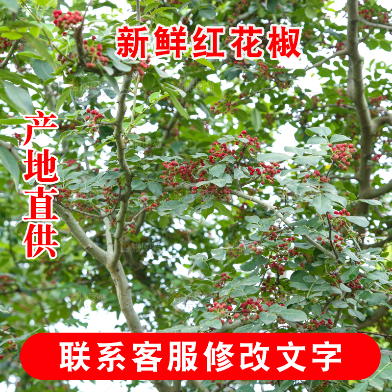 树上的花椒