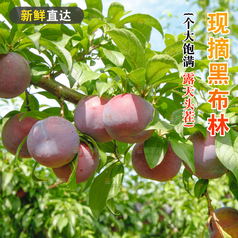 树上挂着黑布李