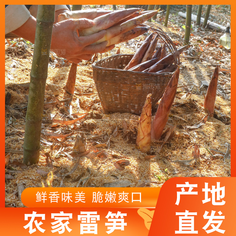 竹林里的雷笋