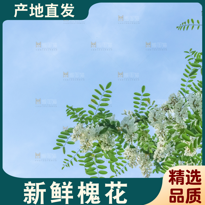 槐树槐花