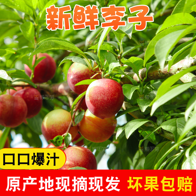 李子树上的红布李