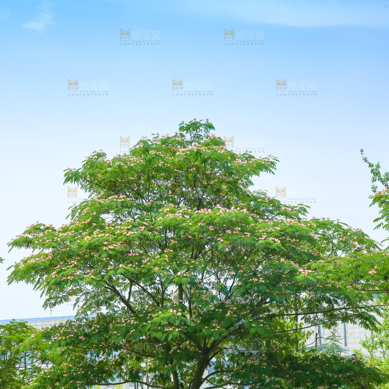 合欢树绿植