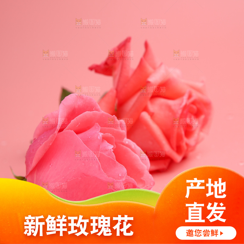 浅底上的玫瑰花