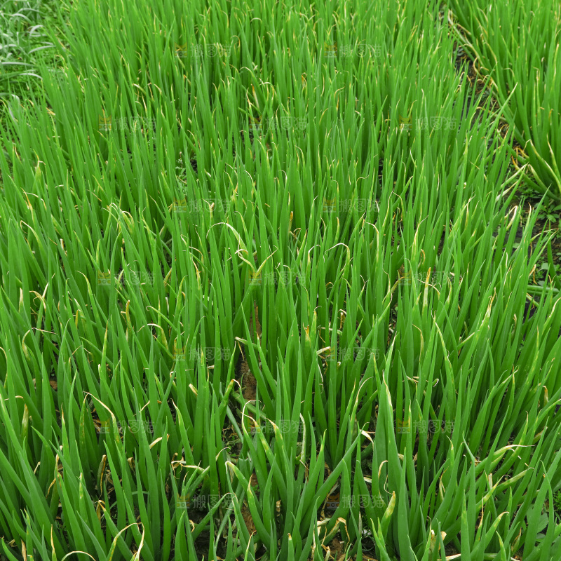 田里的大葱