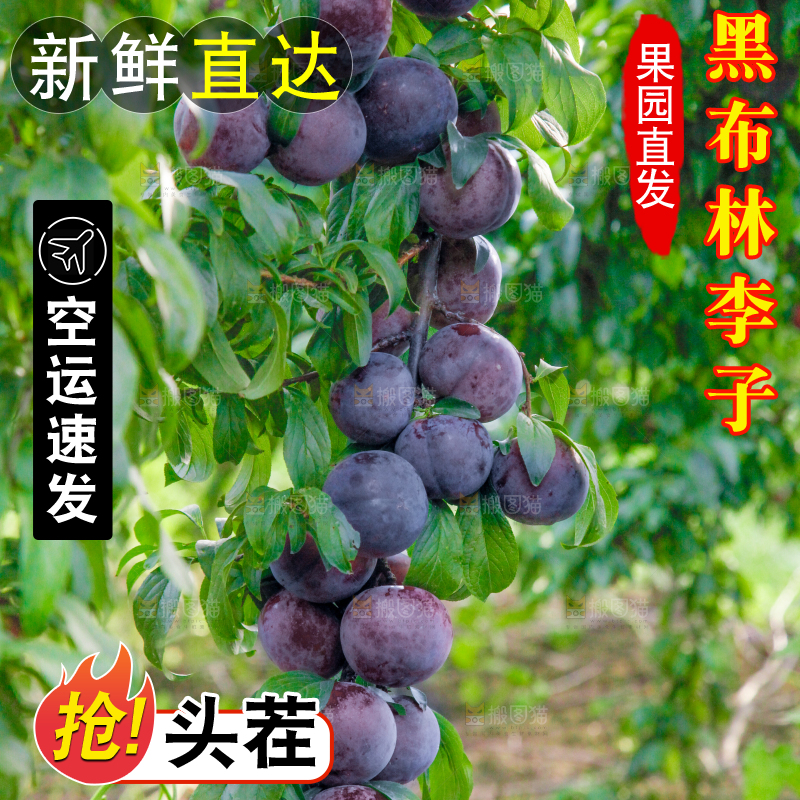 树上挂着黑布李