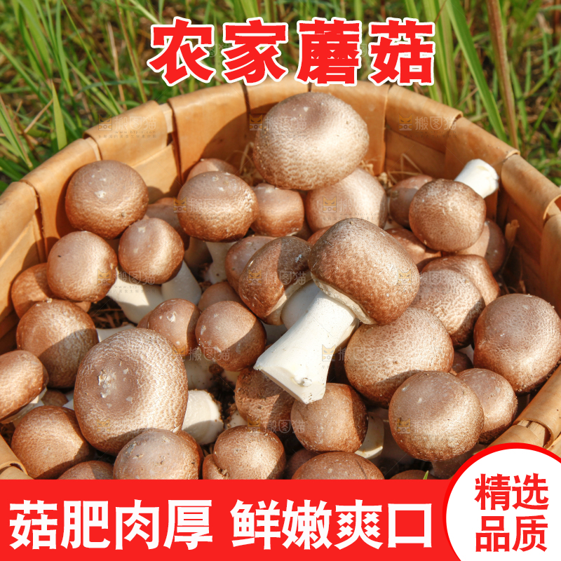 篮子里的小蘑菇