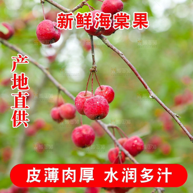 树上挂着海棠果