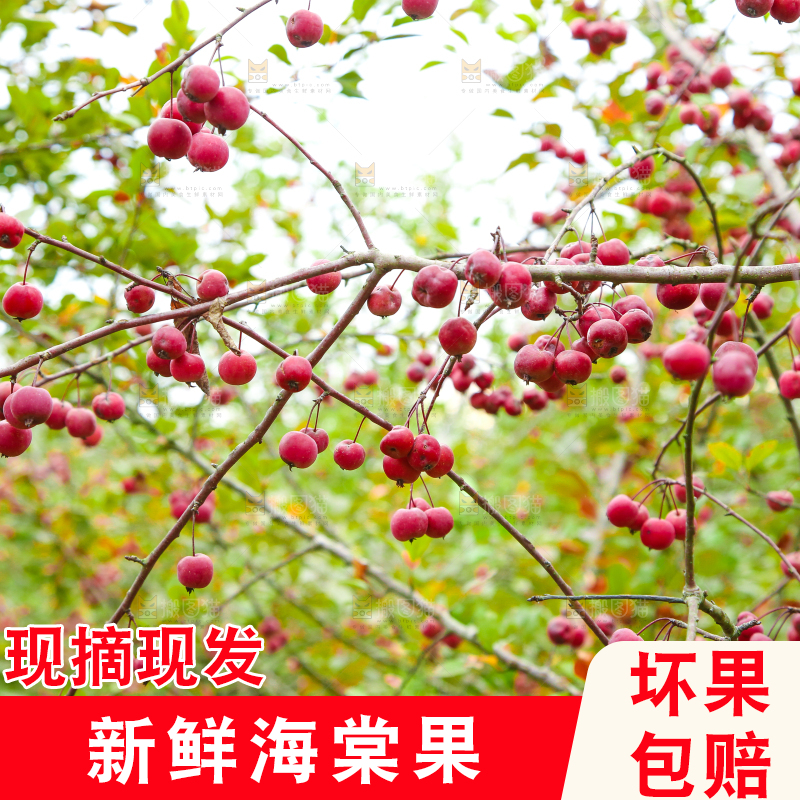 树上挂着海棠果