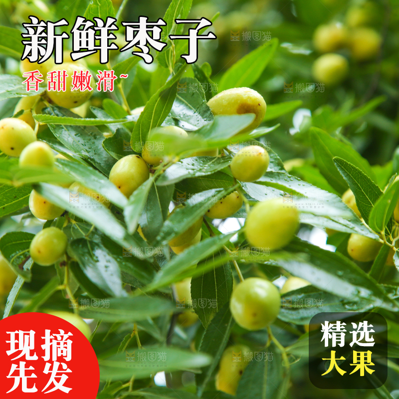 树上的枣子
