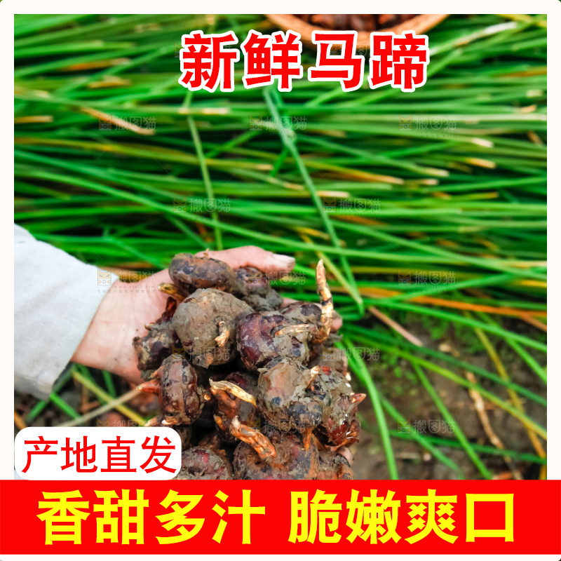 农民手里捧着新鲜马蹄