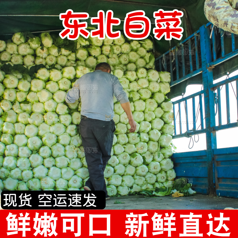 车上正在装着白菜