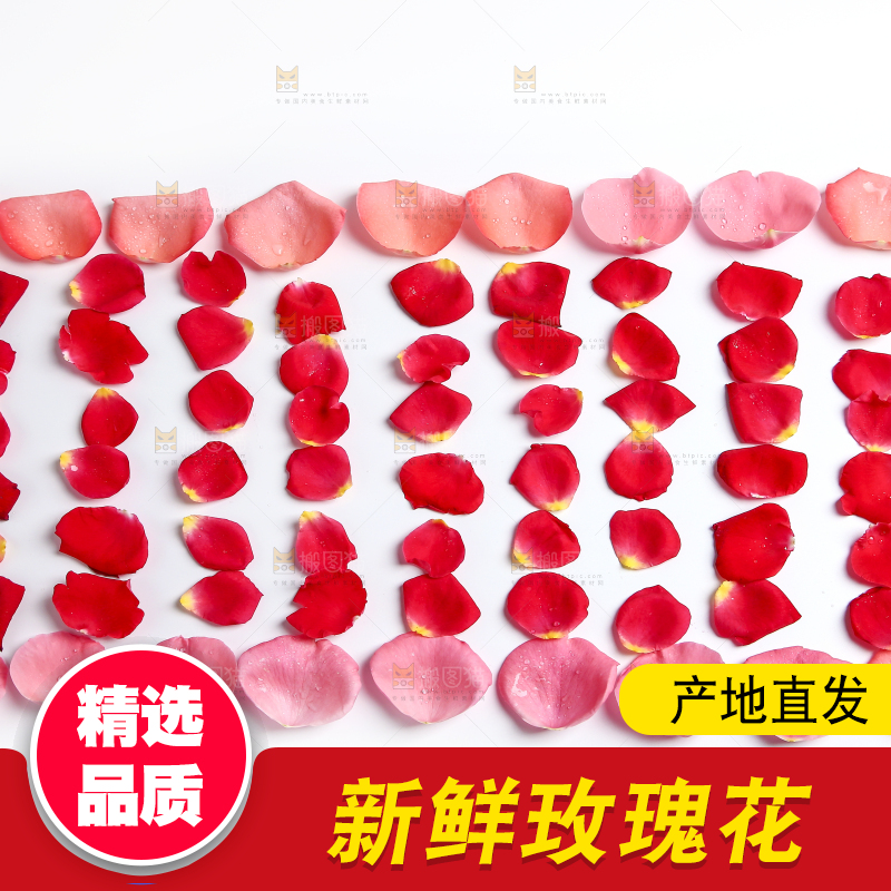 白底上的玫瑰花瓣