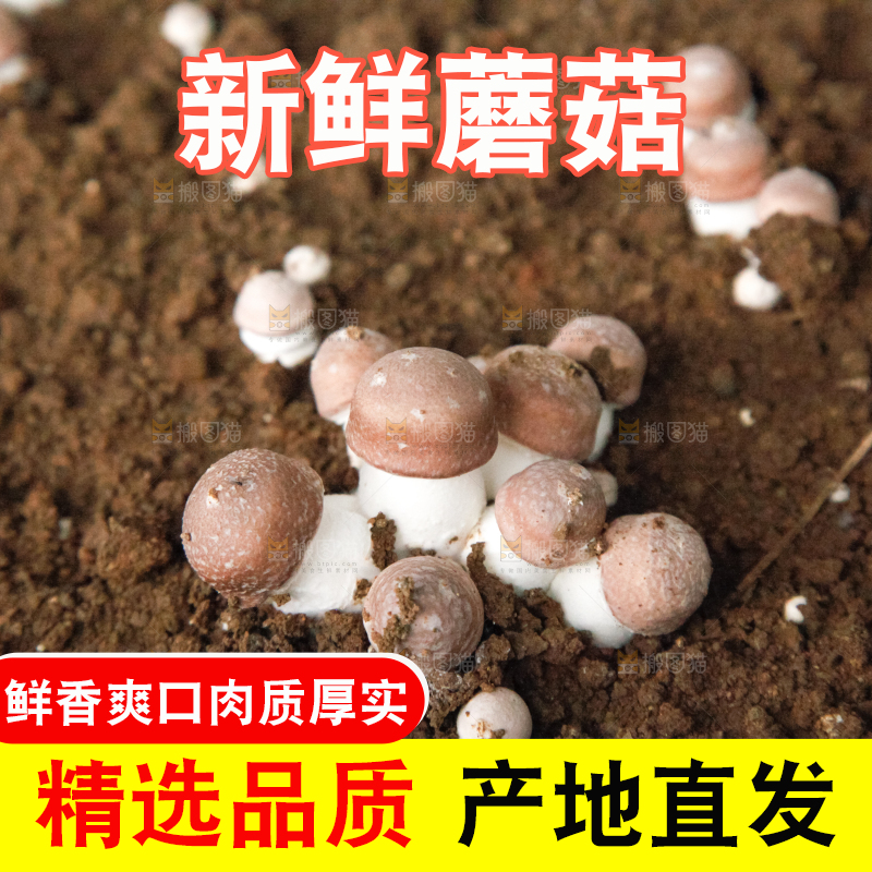 土里的蘑菇