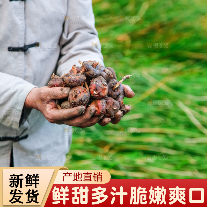 农民手里捧着新鲜马蹄