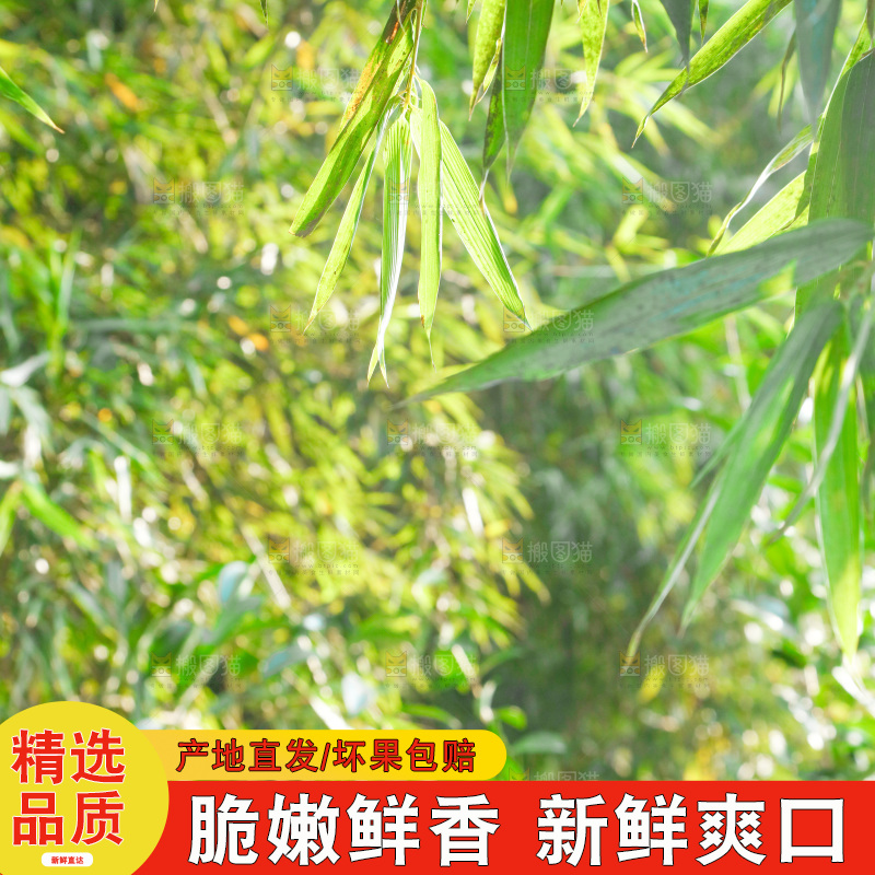 一片竹林