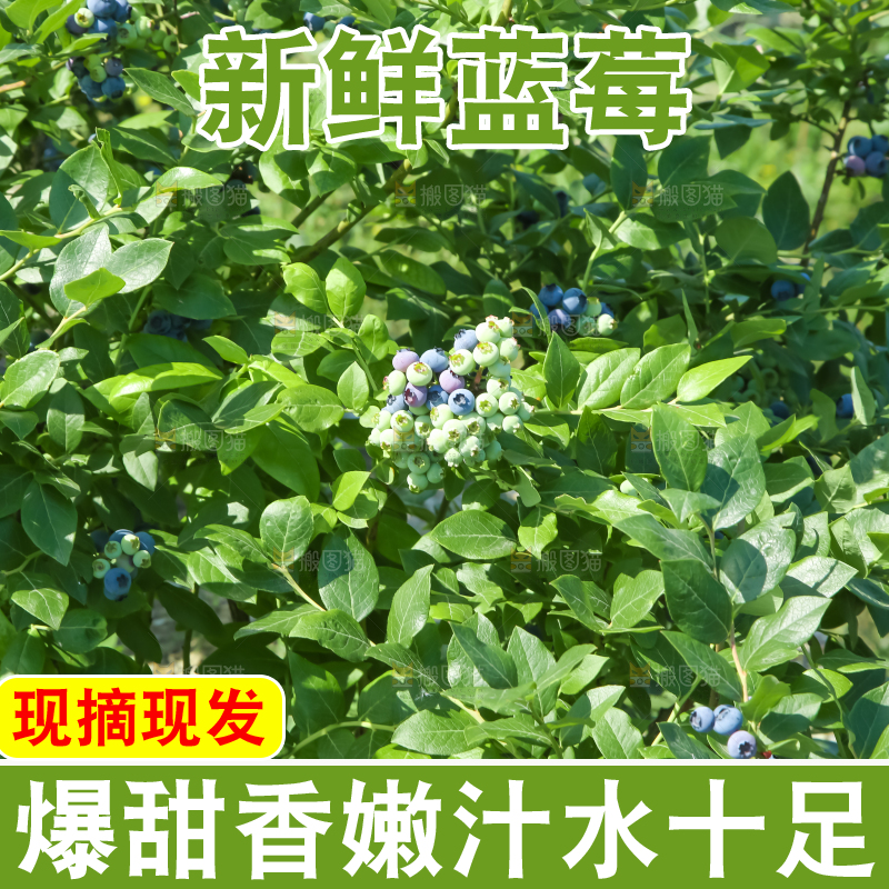 农民正在采摘蓝莓