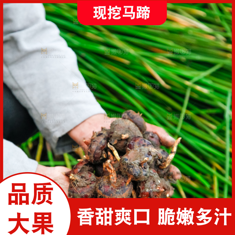 农民手里捧着新鲜马蹄