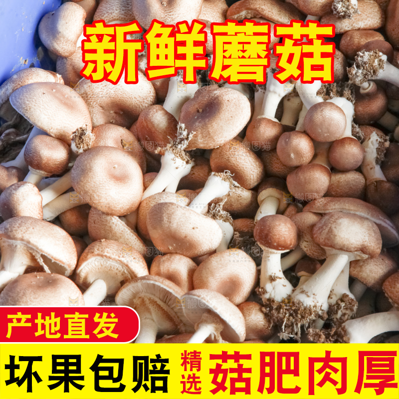框子里装着小蘑菇