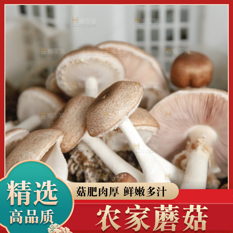 土里的蘑菇