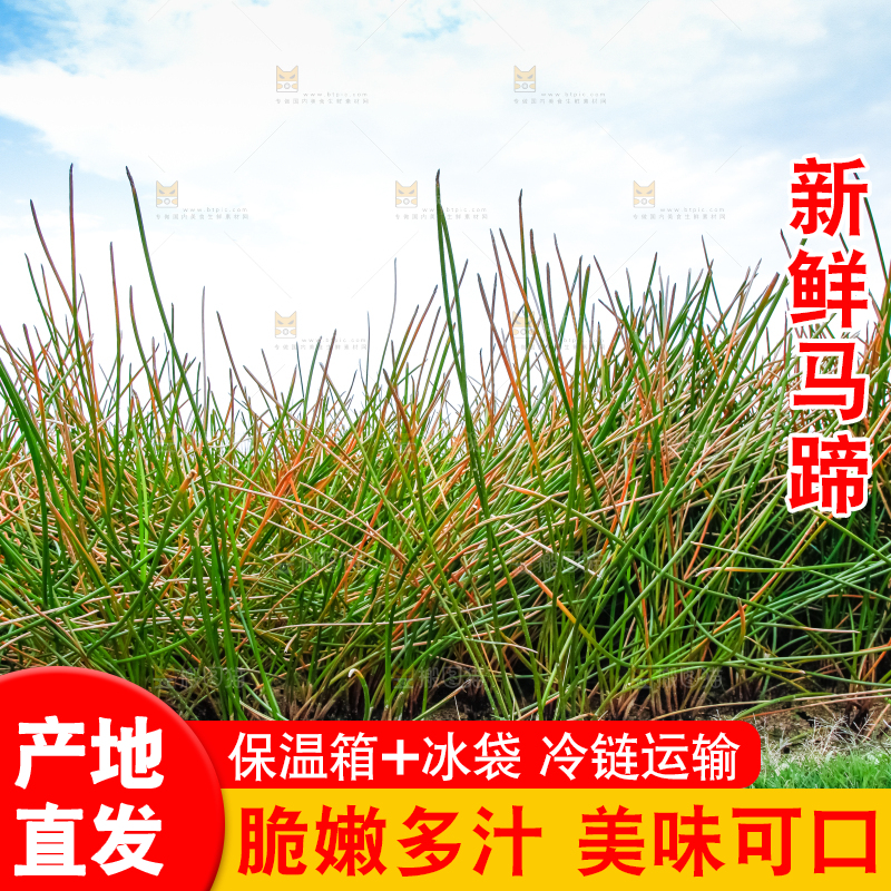 户外的马蹄田