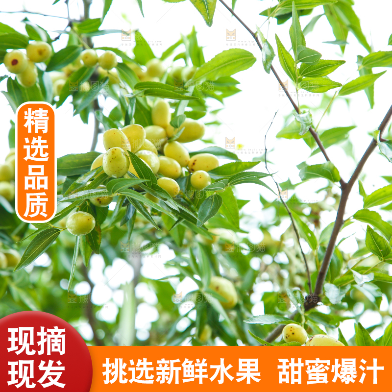 树上的枣子