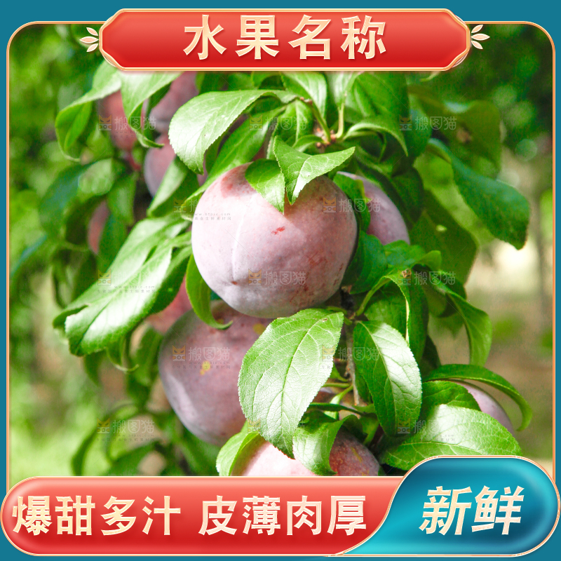 树上挂着黑布李