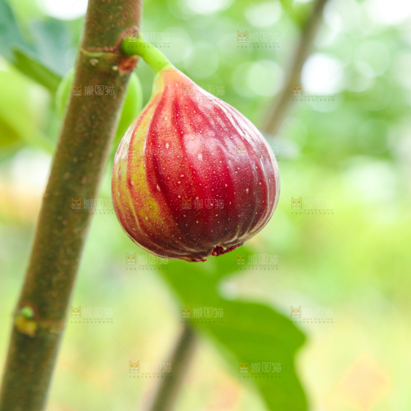 户外的无花果树