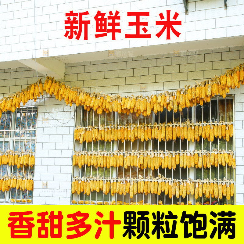 户外晒着玉米