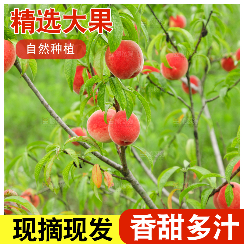 树上挂着桃子