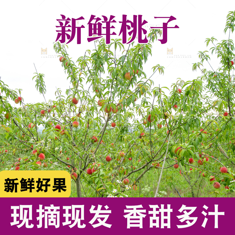 树上挂着桃子