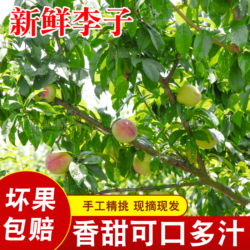 树上的李子