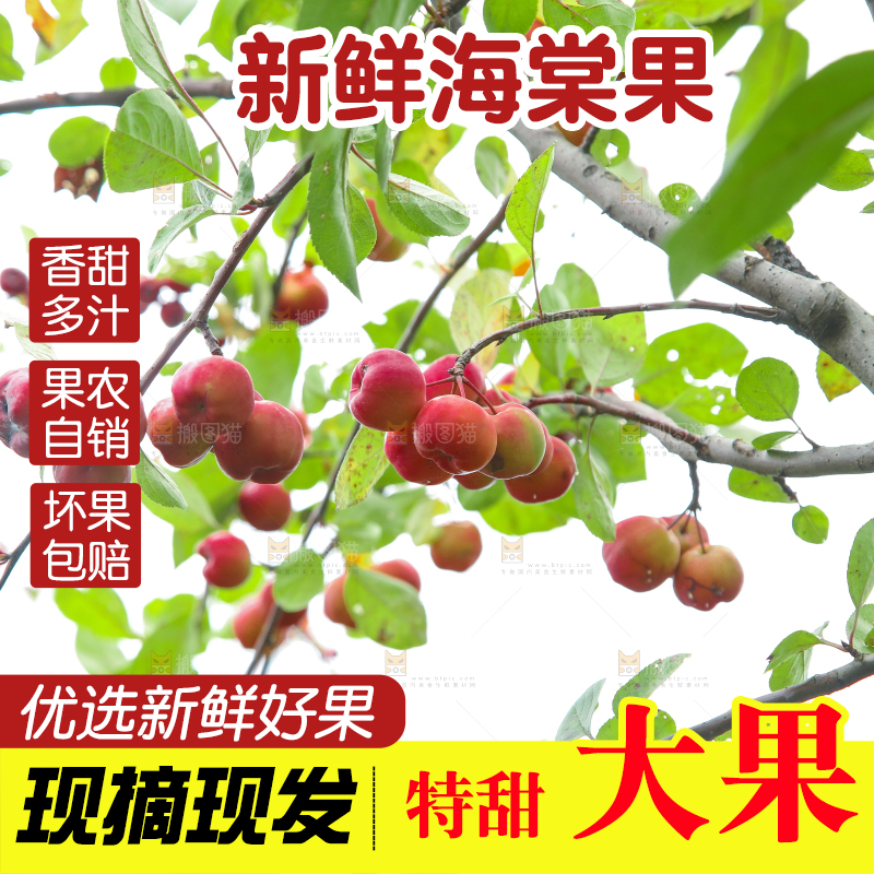 树上挂着海棠果