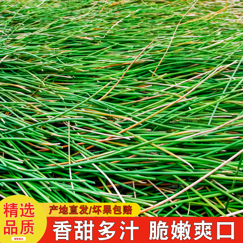 户外的马蹄田
