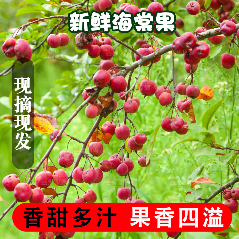 树上挂着海棠果