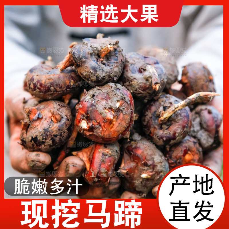 农民手里捧着新鲜马蹄
