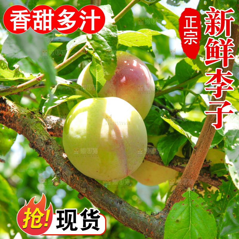 树上的李子