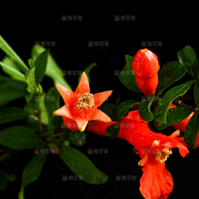 黑底上的石榴花