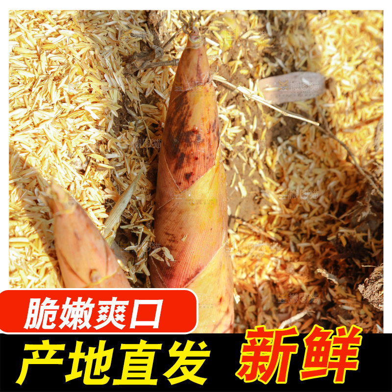 竹林里的雷笋