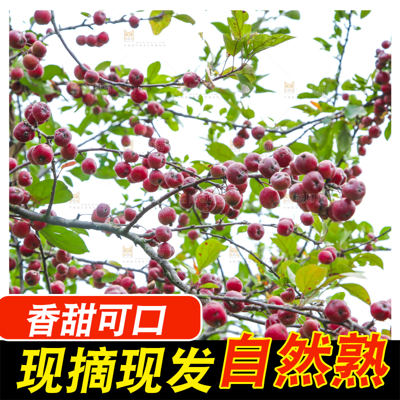 树上挂着海棠果